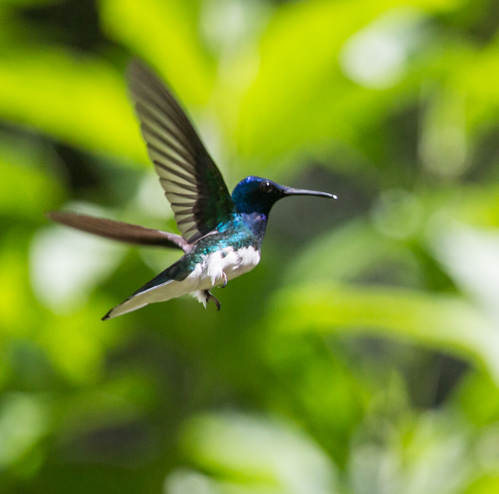 White-necked Jacobin